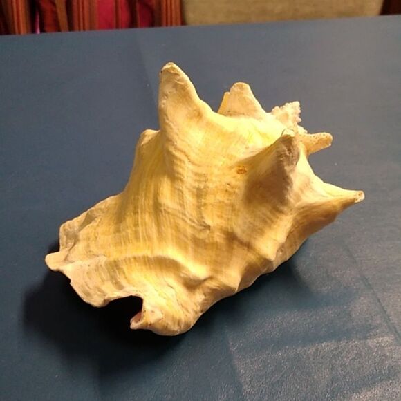 Vintage Cream and Pink Conch Shell  Beach Seashore Nautical Cottagecore - Picture 7 of 7